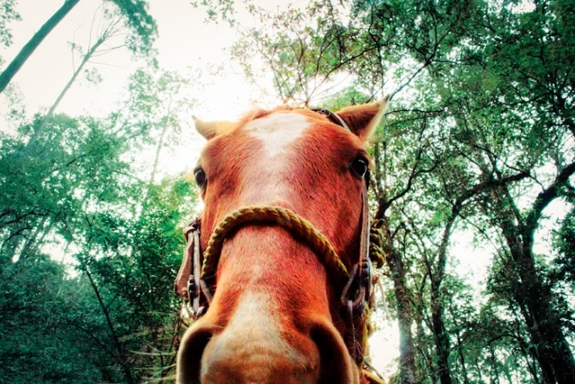 galopando en el bosque